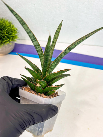 Sansevieria Lady Prang (ca4) (y) | Imported Hybrids