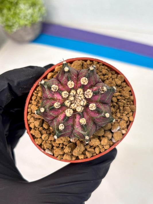 Gymnocalycium T-Rex (gy10) (y1) | Imported Variegated Cactus
