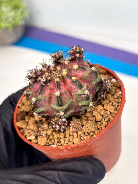 Gymnocalycium T-Rex (gy10) (y5) | Imported Variegated Cactus