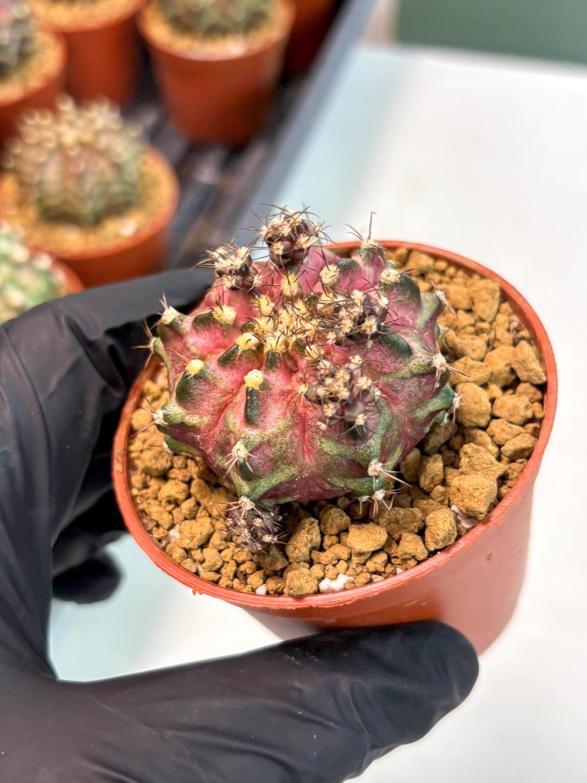 Gymnocalycium T-Rex (gy10) (y5)
