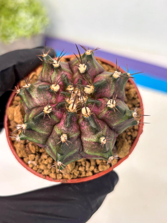 Gymnocalycium T-Rex (gy10) (b1) | Imported Variegated Cactus