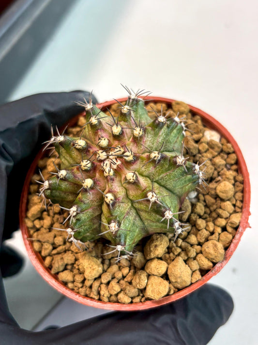 Gymnocalycium T-Rex (gy10) (b3) | Imported Variegated Cactus