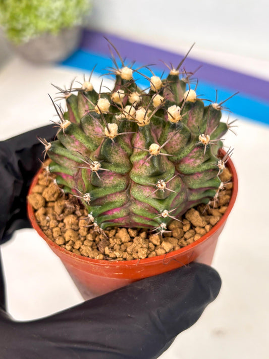 Gymnocalycium T-Rex (gy10) (b4) | Imported Variegated Cactus