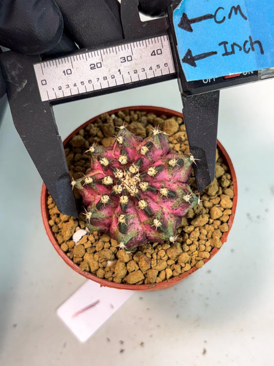 Gymnocalycium T-Rex (gy10) (g1) | Imported Variegated Cactus