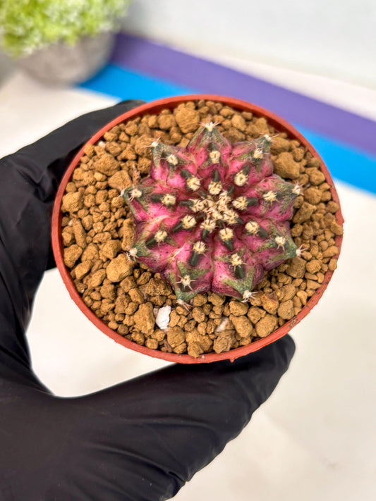 Gymnocalycium T-Rex (gy10) (g1) | Imported Variegated Cactus