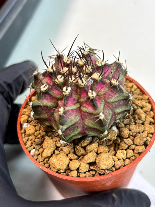 Gymnocalycium T-Rex (gy10) (g4) | Imported Variegated Cactus