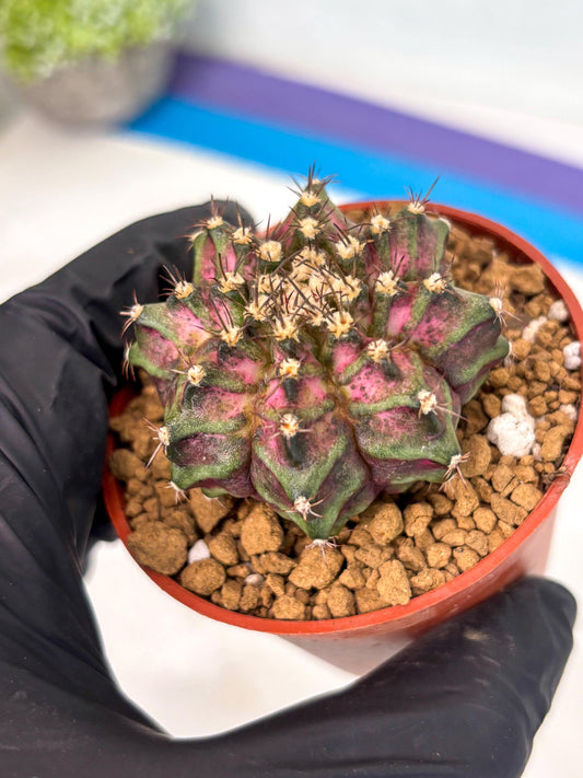 Gymnocalycium T-Rex (gy10) (g5) | Imported Variegated Cactus