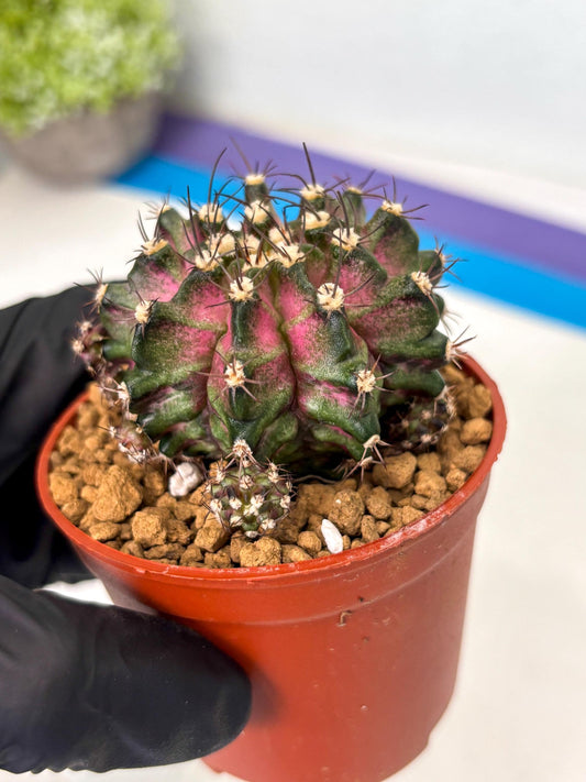 Gymnocalycium T-Rex (gy11) (y2) | Imported Variegated Cactus