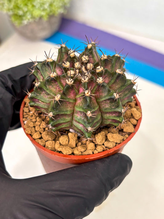 Gymnocalycium T-Rex (gy11) (r1) | Imported Variegated Cactus