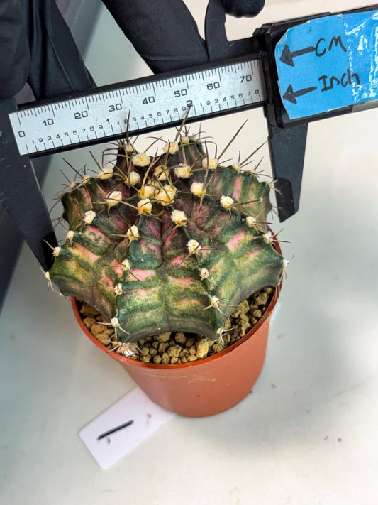 Gymnocalycium T-Rex (gy12) (p1) | Imported Variegated Cactus