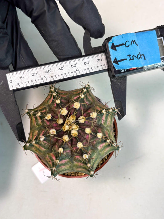 Gymnocalycium T-Rex (gy12) (p1) | Imported Variegated Cactus