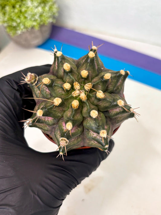 Gymnocalycium T-Rex (gy12) (p3) | Imported Variegated Cactus