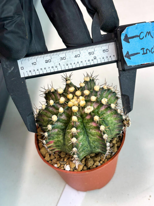 Gymnocalycium T-Rex (gy12) (p4) | Imported Variegated Cactus