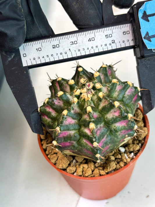 Gymnocalycium T-Rex (gy12) (p7) | Imported Variegated Cactus