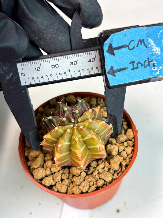 Gymnocalycium Sepia (gy12) (y2) | Imported Variegated Cactus