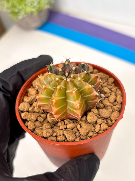 Gymnocalycium Sepia (gy12) (y2) | Imported Variegated Cactus