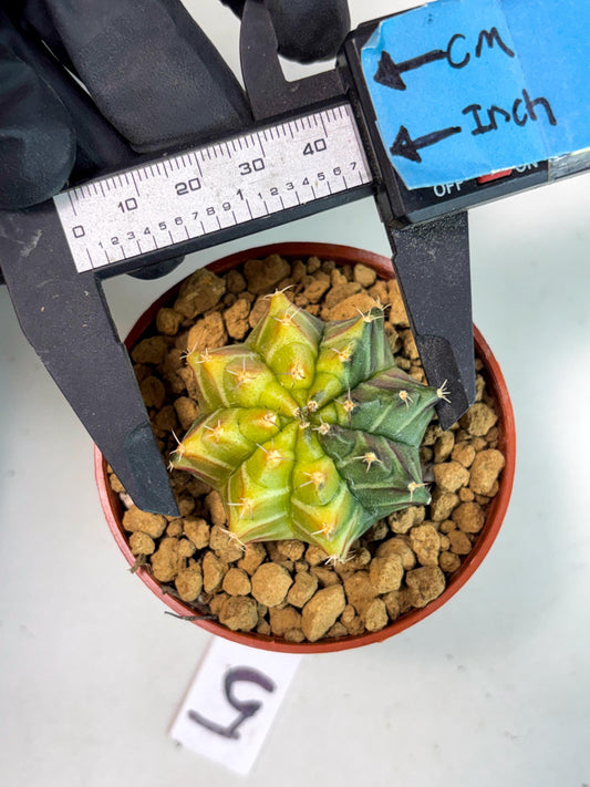 Gymnocalycium Sepia (gy12) (y5) | Imported Variegated Cactus