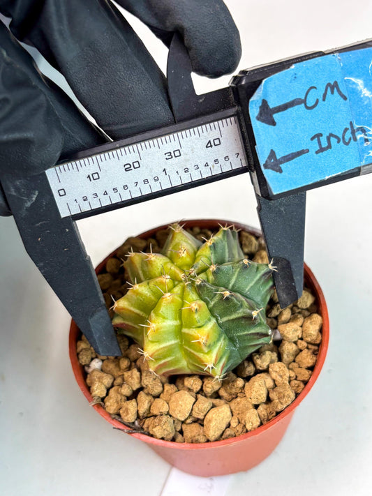 Gymnocalycium Sepia (gy12) (y5) | Imported Variegated Cactus