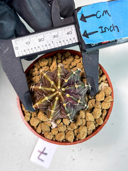 Gymnocalycium Sepia (gy12) (y7) | Imported Variegated Cactus