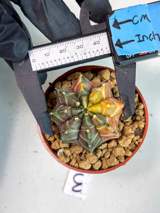Gymnocalycium Sepia (gy12) (g3) | Imported Variegated Cactus