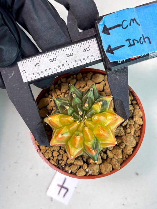 Gymnocalycium Sepia (gy12) (g4) | Imported Variegated Cactus