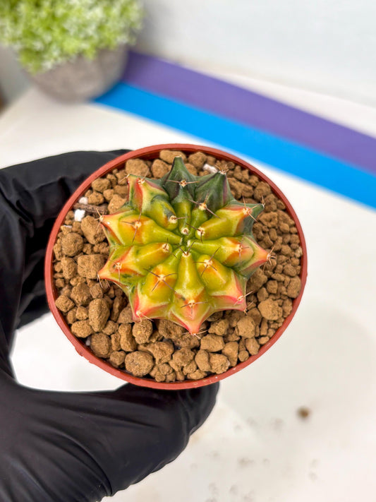 Gymnocalycium Sepia (gy12) (g5) | Imported Variegated Cactus