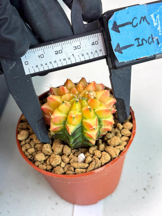 Gymnocalycium Sepia (gy12) (g6) | Imported Variegated Cactus
