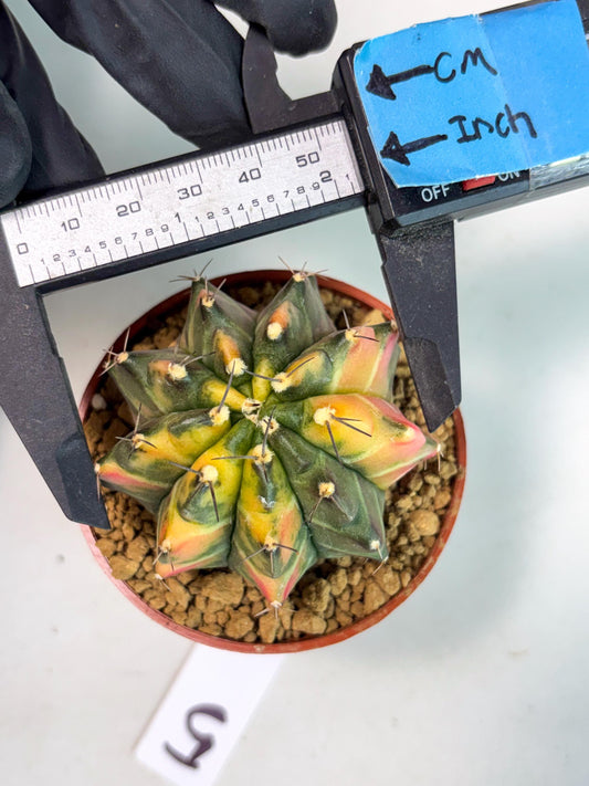 Gymnocalycium Sepia (gy13) (r5) | Imported Variegated Cactus
