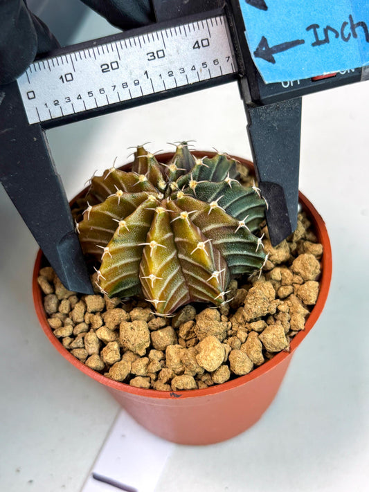 Gymnocalycium Sepia (gy13) (b2) | Imported Variegated Cactus