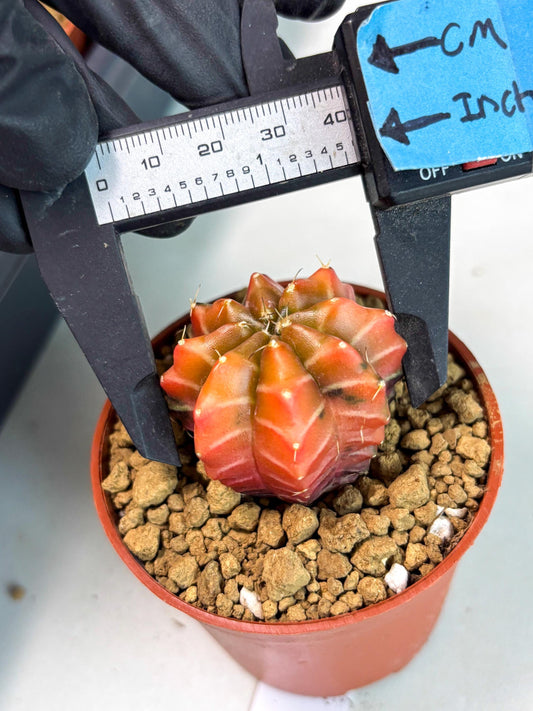 Gymnocalycium Sepia (gy13) (b3) | Imported Variegated Cactus
