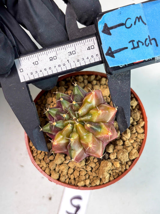 Gymnocalycium Sepia (gy13) (b5) | Imported Variegated Cactus