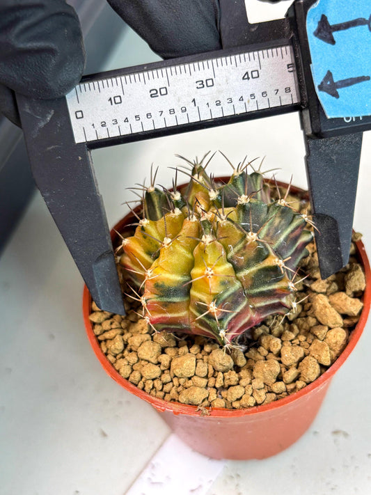 Gymnocalycium Sepia (gy13) (b6) | Imported Variegated Cactus
