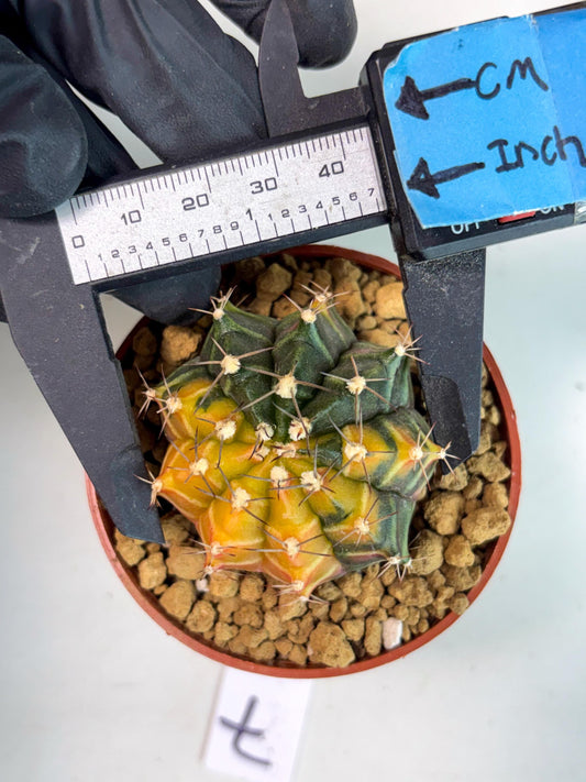 Gymnocalycium Sepia (gy13) (b7) | Imported Variegated Cactus
