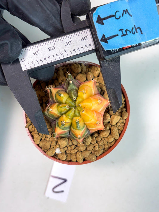 Gymnocalycium Sepia (gy13) (y2) | Imported Variegated Cactus