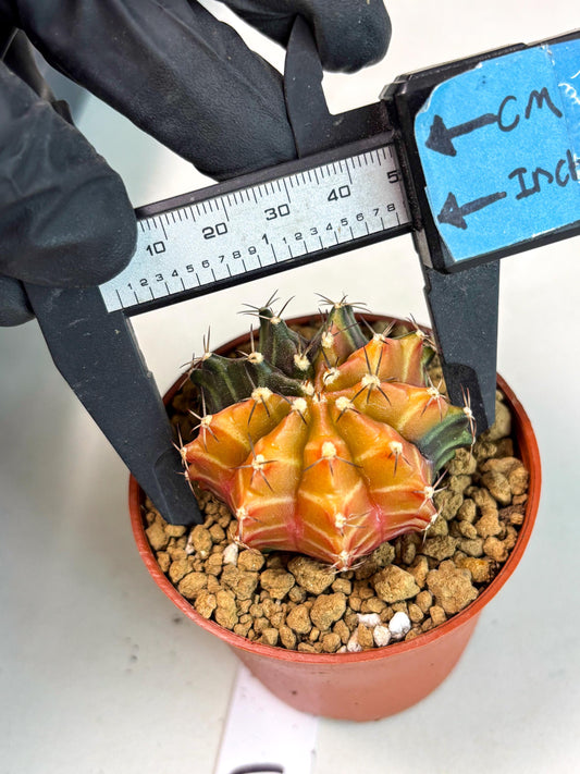 Gymnocalycium Sepia (gy13) (y3) | Imported Variegated Cactus