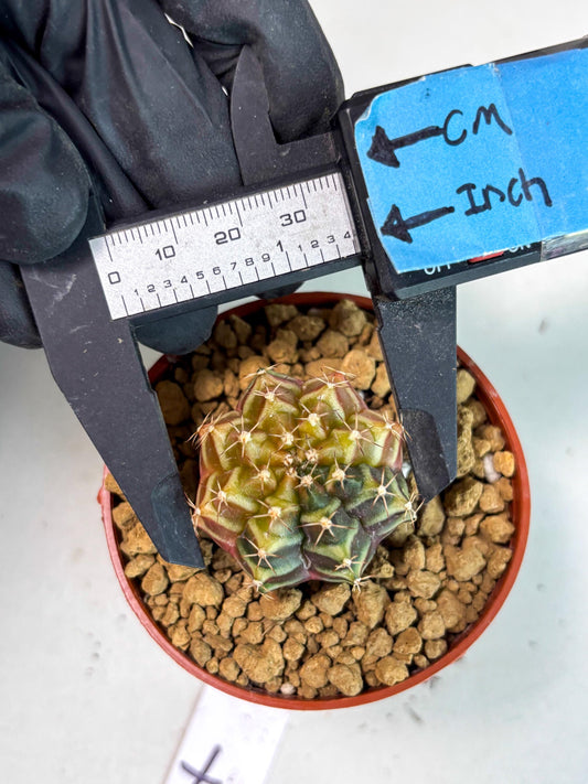 Gymnocalycium Sepia (gy13) (y7) | Imported Variegated Cactus