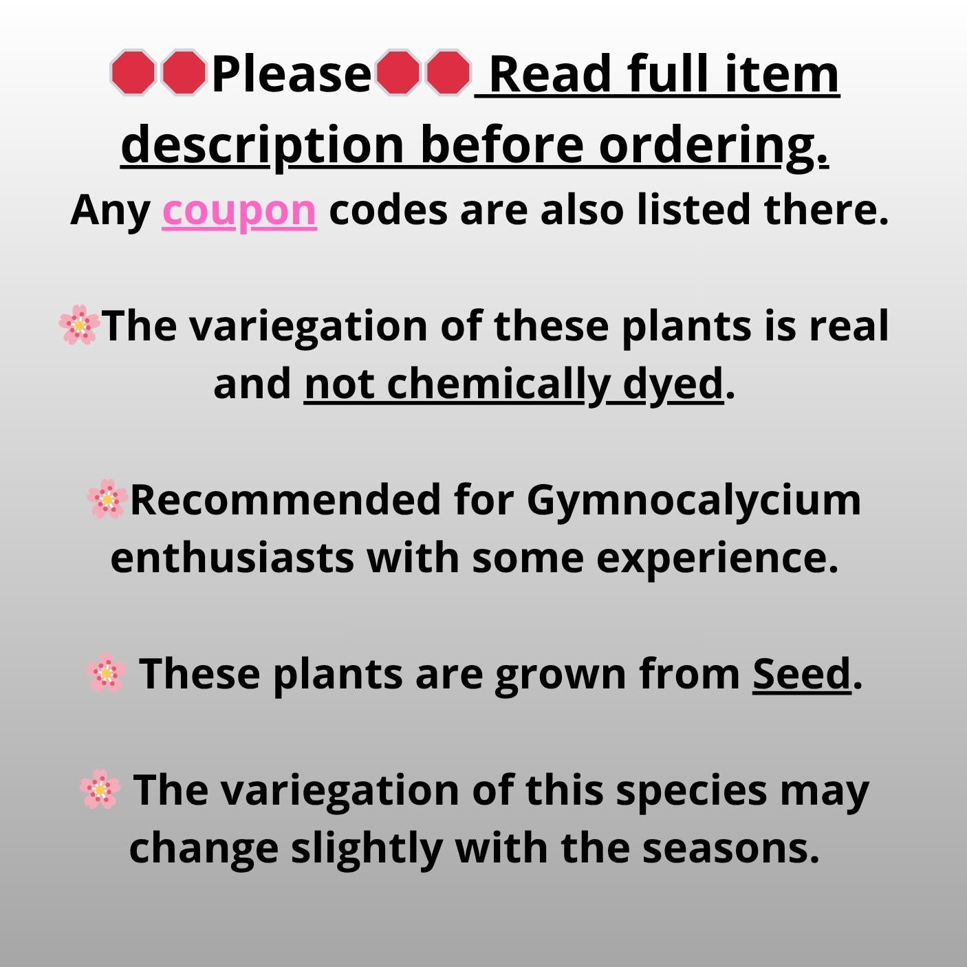 Gymnocalycium Neon (gy14) (y6) | ONLY for Advance Grower