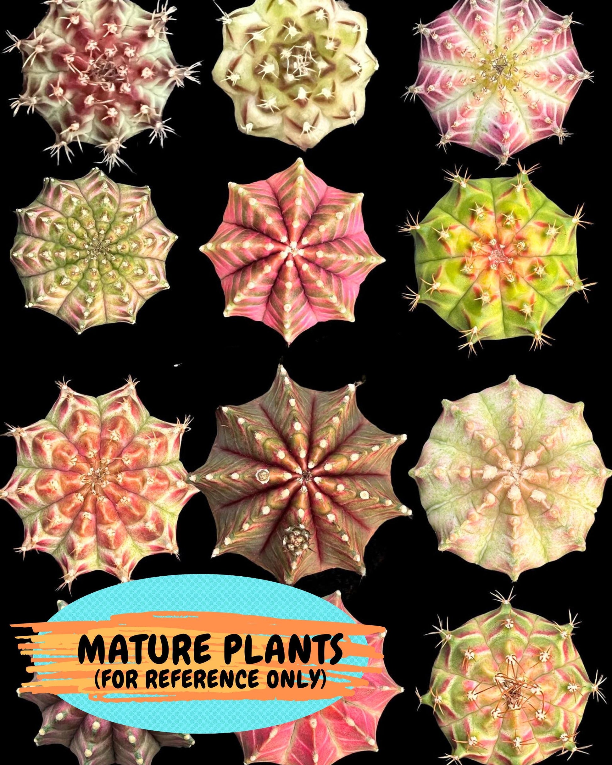 Gymnocalycium Neon (gy13) (p7) | Rare Cactus