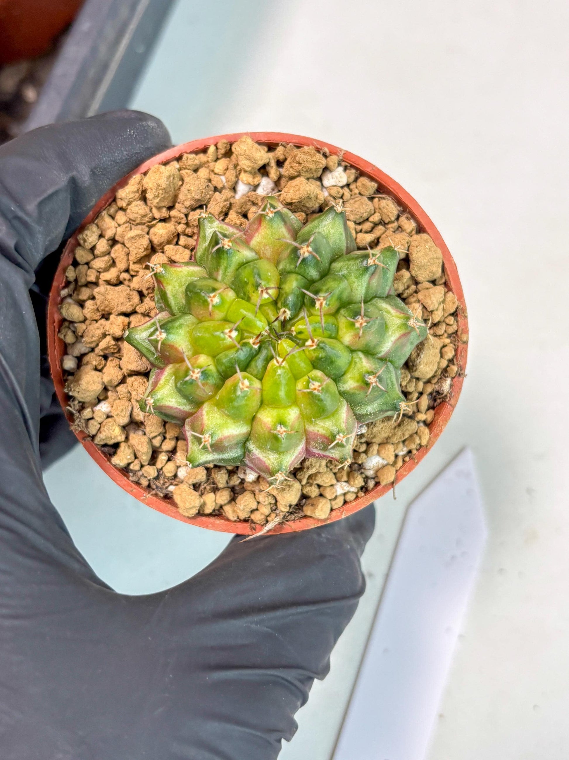 Gymnocalycium Neon (gy14) (p1) | ONLY for Advance Grower