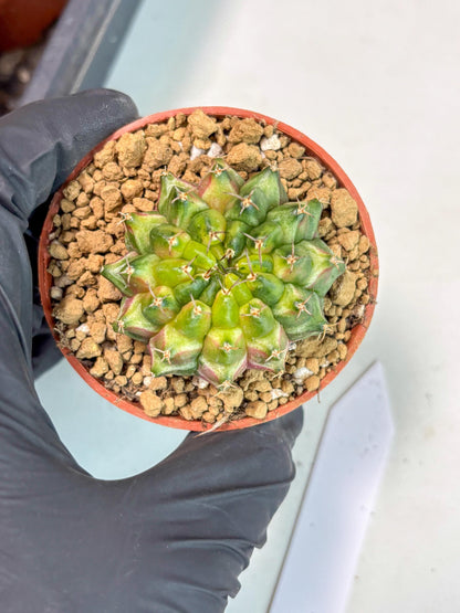 Gymnocalycium Neon (gy14) (p1) | ONLY for Advance Grower