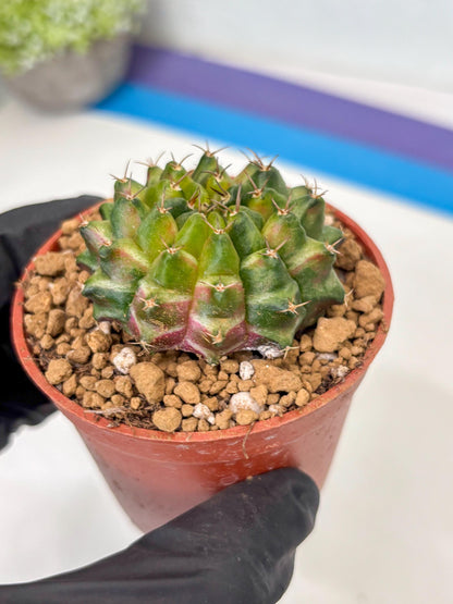 Gymnocalycium Neon (gy14) (p1) | ONLY for Advance Grower