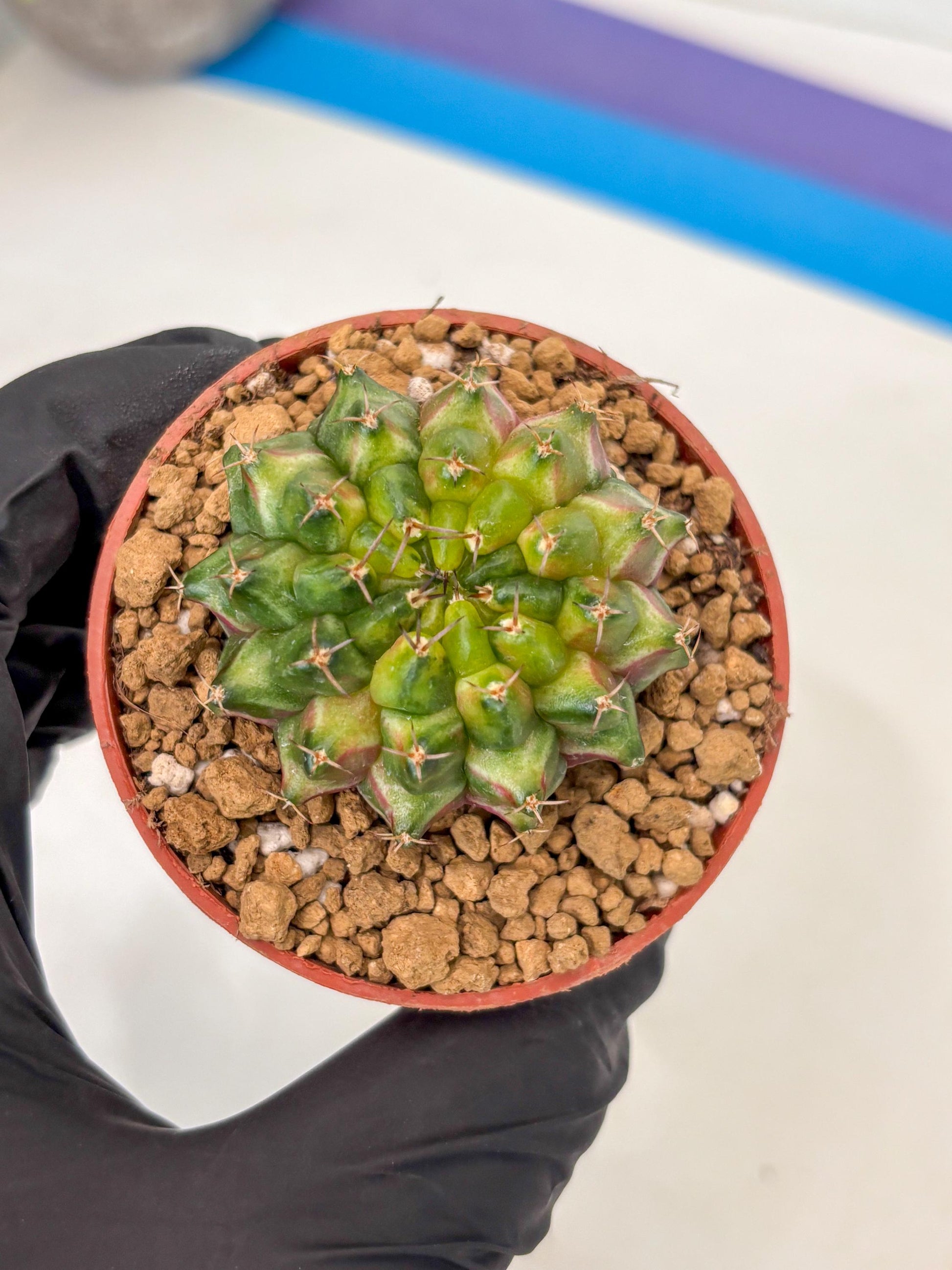 Gymnocalycium Neon (gy14) (p1) | ONLY for Advance Grower