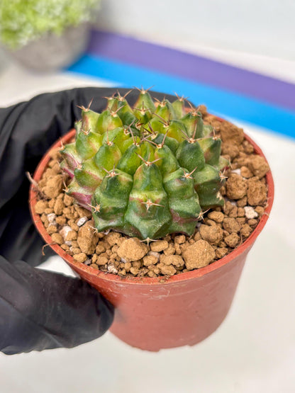 Gymnocalycium Neon (gy14) (p1) | ONLY for Advance Grower