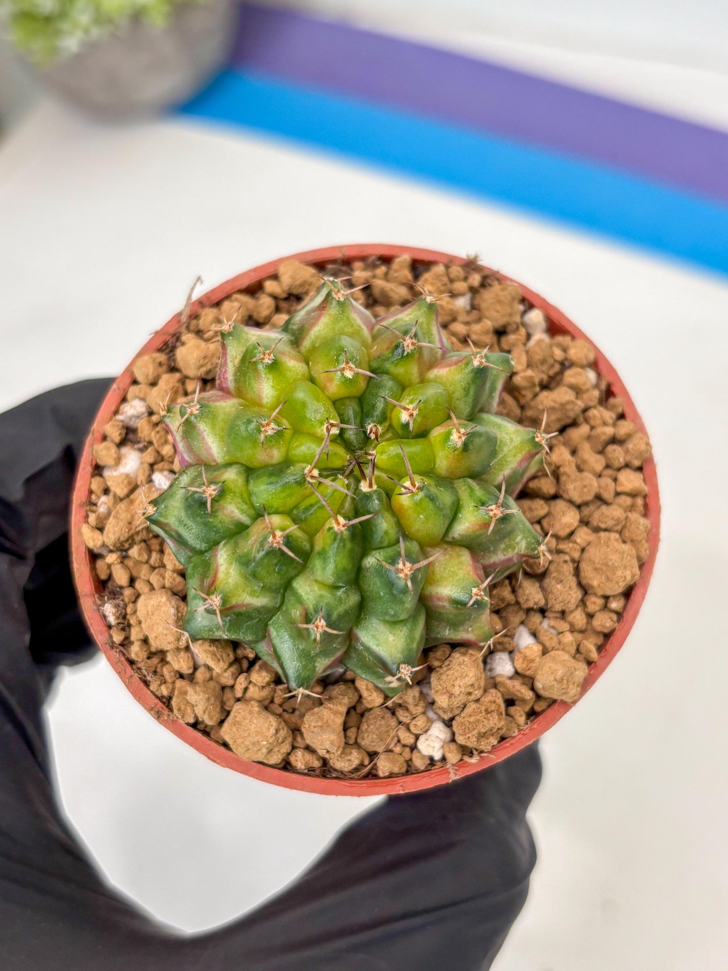 Gymnocalycium Neon (gy14) (p1) | ONLY for Advance Grower