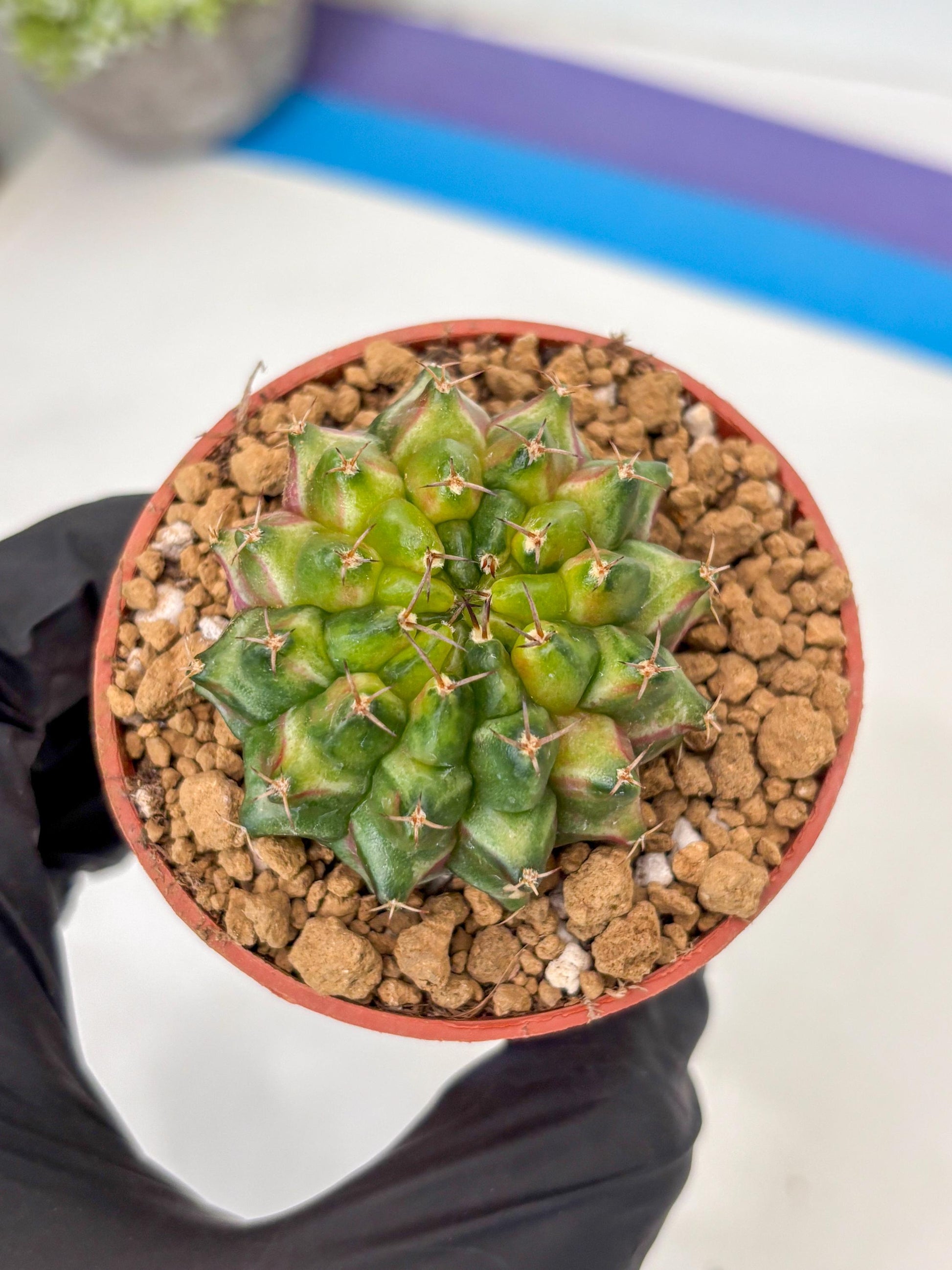Gymnocalycium Neon (gy14) (p1) | ONLY for Advance Grower