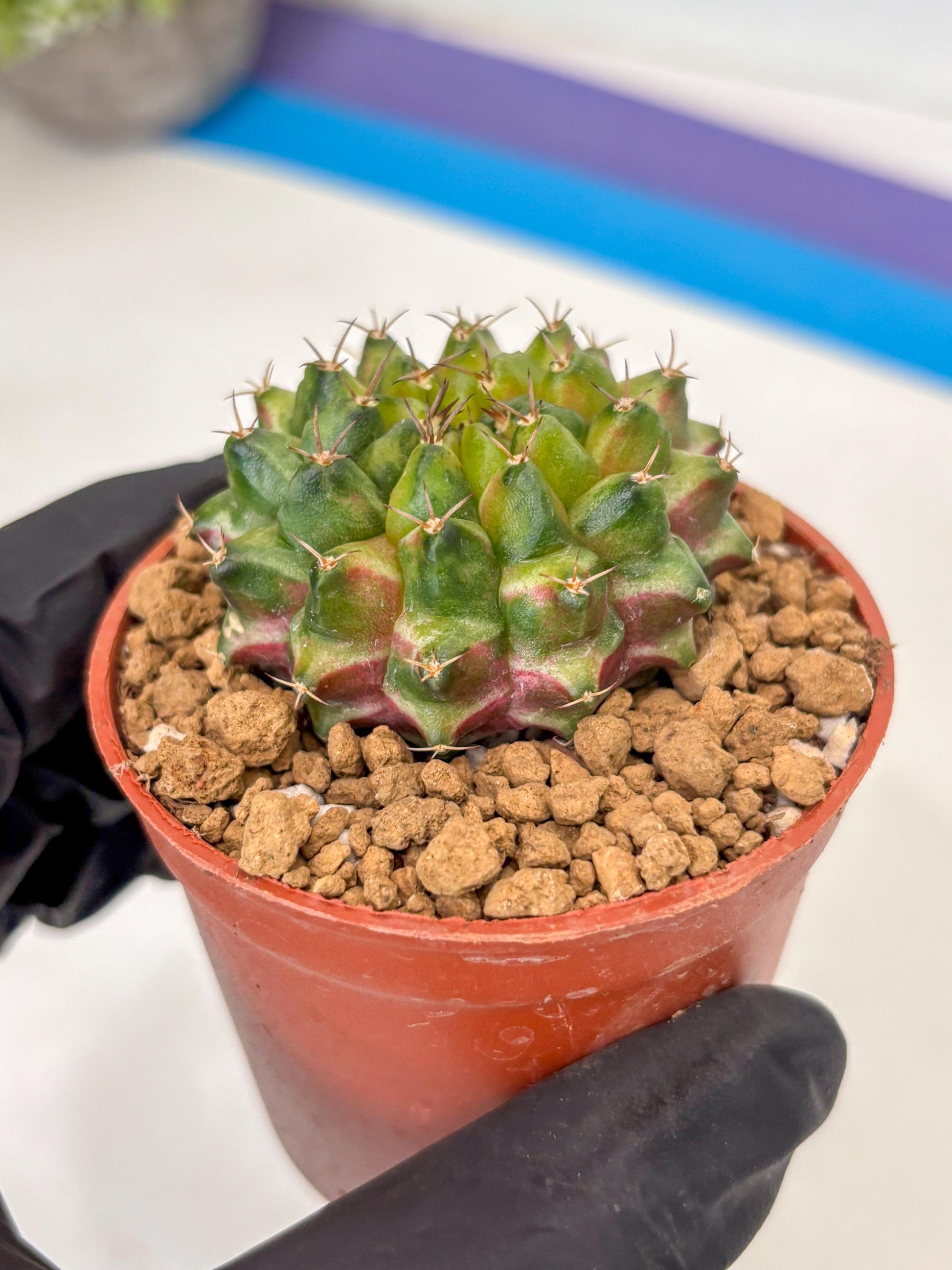 Gymnocalycium Neon (gy14) (p1) | ONLY for Advance Grower