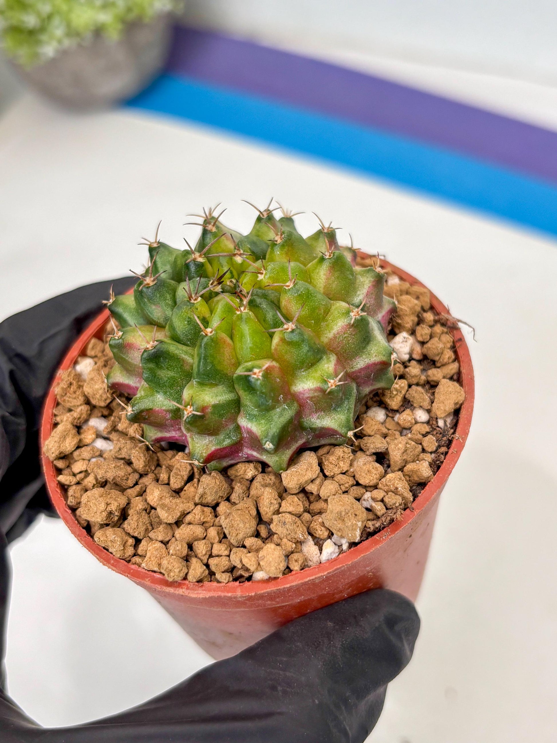 Gymnocalycium Neon (gy14) (p1) | ONLY for Advance Grower