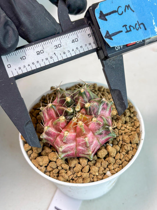 Gymnocalycium Neon (gy14) (p2) | ONLY for Advance Grower