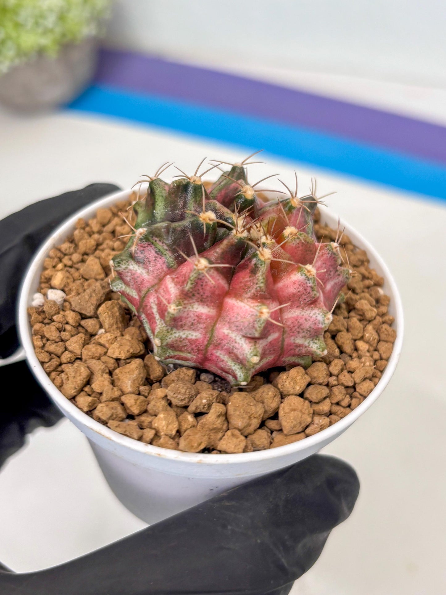 Gymnocalycium Neon (gy14) (p2) | ONLY for Advance Grower