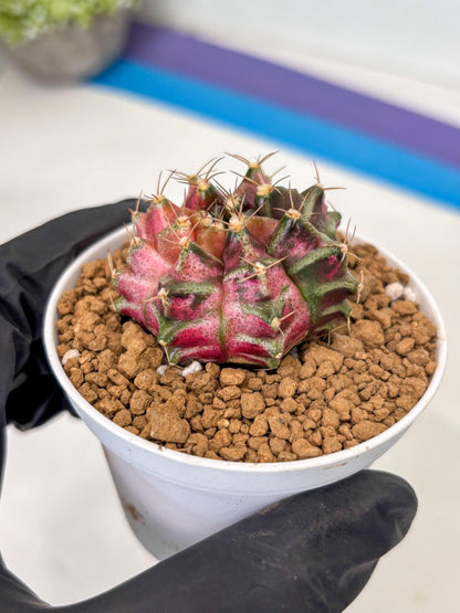 Gymnocalycium Neon (gy14) (p2) | ONLY for Advance Grower